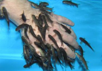 Logo zariadenia Centrum zdravia a krásy Adria - Marek Števica