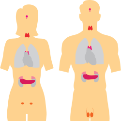 Logo zariadenia Pneumologicko-ftizeologická ambulancia - MUDr. Mariana Bartošová