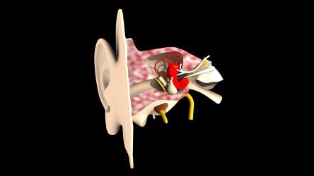 Otorinolaryngologická ambulancia - MUDr. Badeeb Hafez