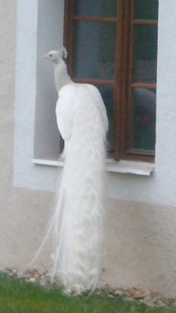 Logo zariadenia Ambulancia zubného lekárstva, MEDIMIRA s.r.o., NZZ - MUDr. Anna Kadlicová