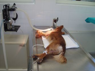 Fotografia 7 od Veterinárna klinika Planet - MVDr. Karel Hudec