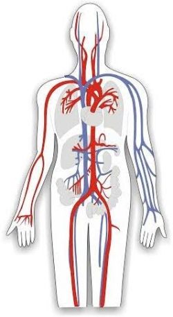 Logo zariadenia Angiologická (cievna) ambulancia - Vitruvia s.r.o. - MUDr. Jana Trojanová