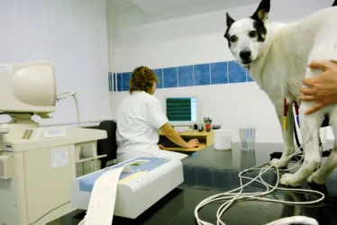 Fotografia miesta 3 od BajVet - veterinárna poliklinika - MVDr. Ján Nemčko