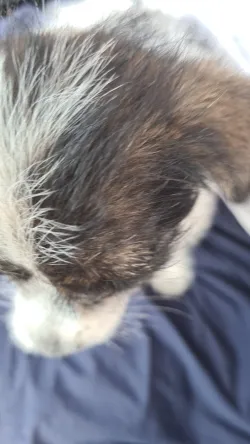 Fotografia miesta 6 od Veterinárna klinika Planet - MVDr. Karel Hudec