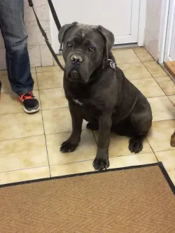 Fotografia miesta 2 od Veterinárna ambulancia Tábor - MVDr. Miroslav Petrík