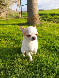 Fotografia miesta 3 od Veterinárna ambulancia Tábor - MVDr. Miroslav Petrík