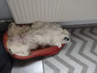 Fotografia miesta 4 od Veterinárna ambulancia Tábor - MVDr. Miroslav Petrík