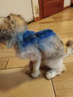 Fotografia miesta 5 od Veterinárna ambulancia Tábor - MVDr. Miroslav Petrík