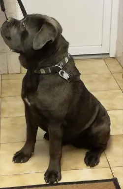 Fotografia miesta 7 od Veterinárna ambulancia Tábor - MVDr. Miroslav Petrík