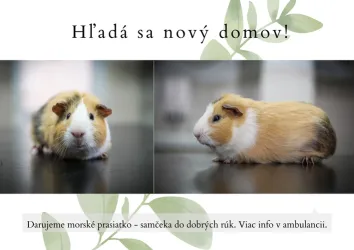 Fotografia miesta 8 od Veterinárna ambulancia Tábor - MVDr. Miroslav Petrík