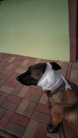 Fotografia miesta 3 od Veterinárna ambulancia Poprad - MVDr. Jaroslav Želonka