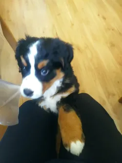 Fotografia miesta 5 od Veterinárna ambulancia Poprad - MVDr. Jaroslav Želonka