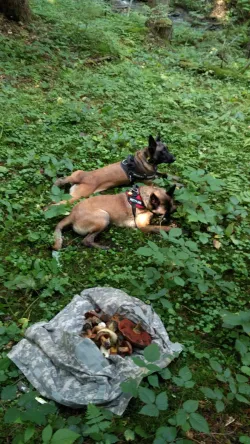 Fotografia miesta 6 od Veterinárna ambulancia Poprad - MVDr. Jaroslav Želonka