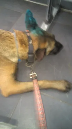 Fotografia miesta 7 od Veterinárna ambulancia Poprad - MVDr. Jaroslav Želonka