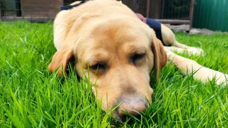 Fotografia miesta 2 od Veterinárna ambulancia – MVDr. Vladislav Juško