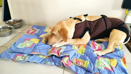 Fotografia miesta 4 od Veterinárna ambulancia – MVDr. Vladislav Juško