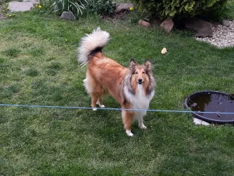 Fotografia miesta 5 od Veterinárna ambulancia – MVDr. Vladislav Juško