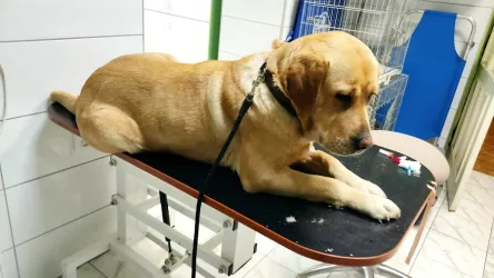 Fotografia miesta 7 od Veterinárna ambulancia – MVDr. Vladislav Juško