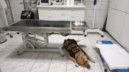 Fotografia miesta 9 od Veterinárna ambulancia – MVDr. Vladislav Juško