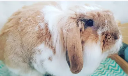 Fotografia miesta 1 od Veterinárna prax EJMI Bojnice - MVDr. Peter Mláka