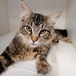 Fotografia miesta 3 od Veterinárna prax EJMI Bojnice - MVDr. Peter Mláka