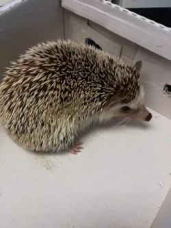 Fotografia miesta 4 od Veterinárna prax EJMI Bojnice - MVDr. Peter Mláka