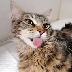 Fotografia miesta 5 od Veterinárna prax EJMI Bojnice - MVDr. Peter Mláka