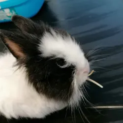 Fotografia miesta 6 od Veterinárna prax EJMI Bojnice - MVDr. Peter Mláka