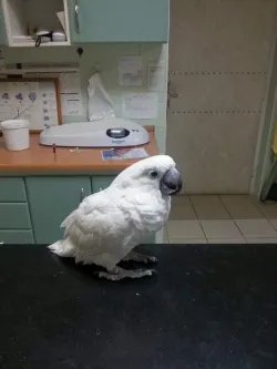 Fotografia miesta 8 od Veterinárna prax EJMI Bojnice - MVDr. Peter Mláka