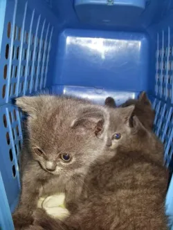 Fotografia miesta 10 od Veterinárna prax EJMI Bojnice - MVDr. Peter Mláka