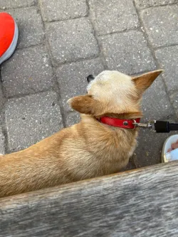 Fotografia miesta 2 od Veterinárna poliklinika  - MVDr. Milan Švihran