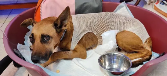 Fotografia miesta 3 od Veterinárna poliklinika  - MVDr. Milan Švihran