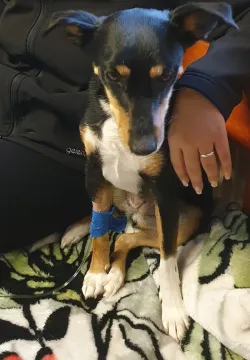 Fotografia miesta 4 od Veterinárna poliklinika  - MVDr. Milan Švihran