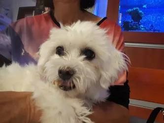 Fotografia miesta 6 od Veterinárna poliklinika  - MVDr. Milan Švihran