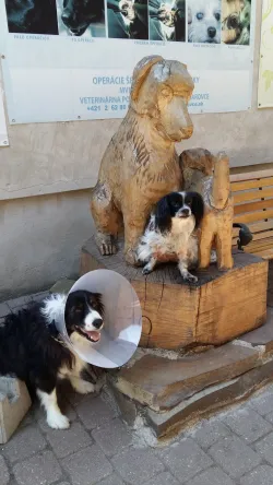 Fotografia miesta 7 od Veterinárna poliklinika  - MVDr. Milan Švihran