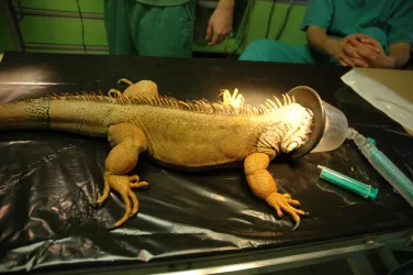 Fotografia miesta 9 od Veterinárna poliklinika  - MVDr. Milan Švihran