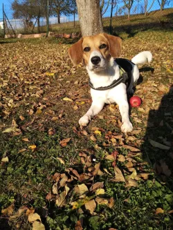 Fotografia miesta 10 od Veterinárna poliklinika  - MVDr. Milan Švihran