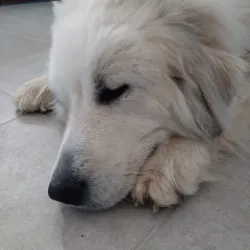 Fotografia miesta 1 od Veterinárna ambulancia - MVDr. Richard Neubert