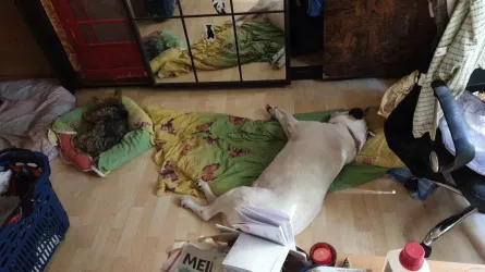 Fotografia miesta 1 od Veterinárna ambulancia pre malé zvieratá - MVDr. Jana Reptová