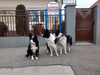 Fotografia miesta 1 od Veterinárna ambulancia-MVDr. Vass Ladislav