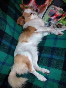 Fotografia miesta 4 od Veterinárna ambulancia-MVDr. Vass Ladislav