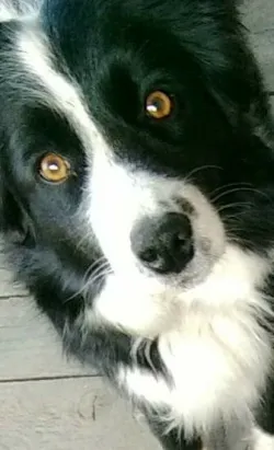 Fotografia miesta 5 od Veterinárna ambulancia-MVDr. Vass Ladislav