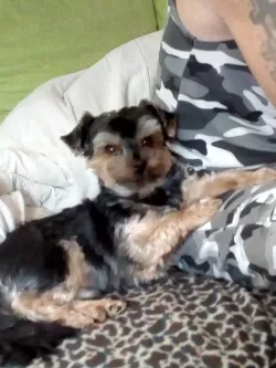 Fotografia miesta 7 od Veterinárna ambulancia-MVDr. Vass Ladislav