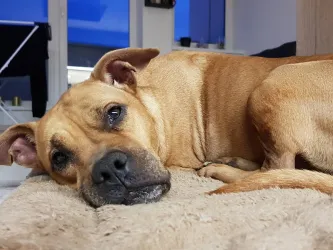 Fotografia miesta 4 od Veterinárna ambulancia - MVDr. Katarína Pekárová