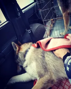 Fotografia miesta 9 od Veterinárna nemocnica Dúbrava - MVDr. Ivan Karpjak