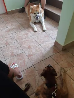 Fotografia miesta 2 od Veterinárna ambulancia UNI-VET - MVDr. Michal Babinský