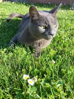 Fotografia miesta 7 od Veterinárna ambulancia - MVDr. Tomáš Scheer - Veterina Turiec