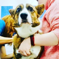 Fotografia miesta 6 od VetLINE Veterinárna Nemocnica 24H - MVDr. Peter Vittek