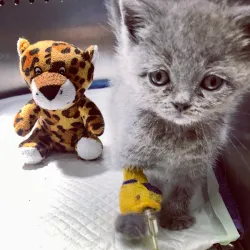 Fotografia miesta 8 od VetLINE Veterinárna Nemocnica 24H - MVDr. Peter Vittek