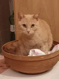 Fotografia miesta 1 od Veterinárna ambulancia - MVDr. Branislav Oťapka